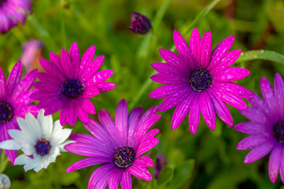 Close-up of pink flowers