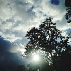 Low angle view of trees against sky