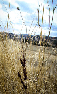 Close-up of wheat growing on field against sky