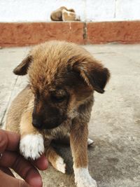 Person holding dog