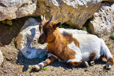 Cute kid goat resting on stone background, close-up photo of a goat