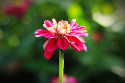 Close-up of pink flower blooming outdoors
