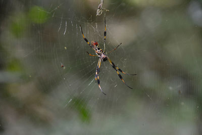 Close-up of spider on web