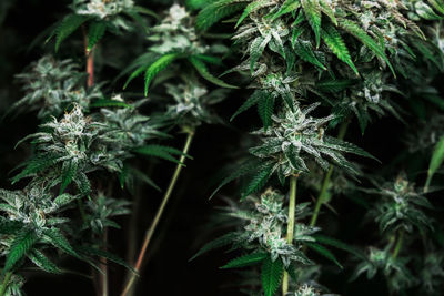 Close-up of fresh green plant