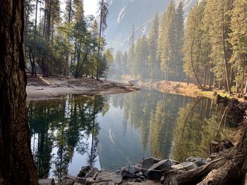 Scenic view of lake by trees in forest