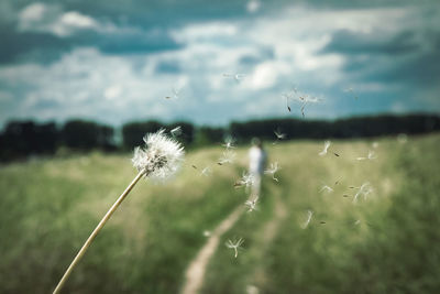 Close-up of dandelion against blurred background