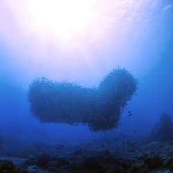 Close-up of fish swimming in sea