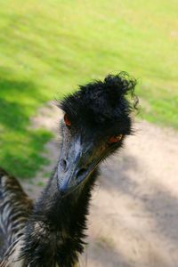 Close-up of bird