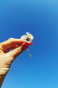 Cropped hand of woman holding flower against clear blue sky