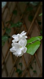 Close-up of white flowers