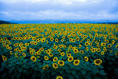 Scenic view of sunflower field against cloudy sky