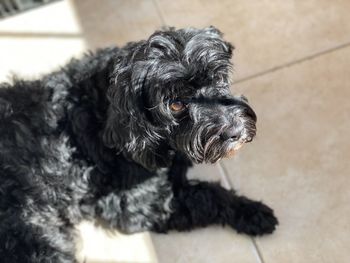 Close-up portrait of a dog
