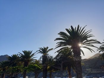 Low angle view of palm trees against blue sky