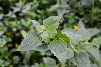 Close-up of green leaves on plant