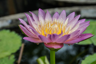 Close-up of wet pink water lily in pond