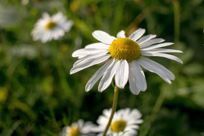 Close-up of daisy flower blooming outdoors