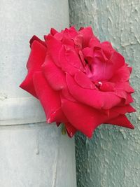 Close-up of red rose