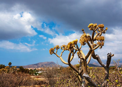 Plants growing on land against sky