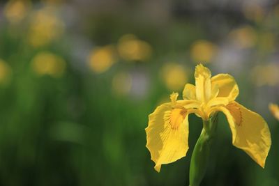 Close-up of yellow flowers
