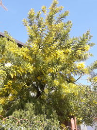 Low angle view of flowering tree against sky