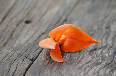Close-up of orange flower on wood