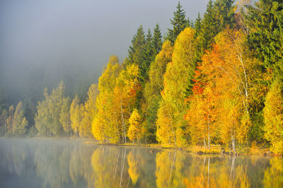 Yellow plants by lake during autumn