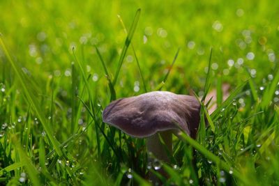 Close-up of mushroom on green grass
