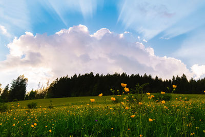 Scenic view of flower field against sky