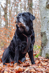 Black dog sitting on rock in forest