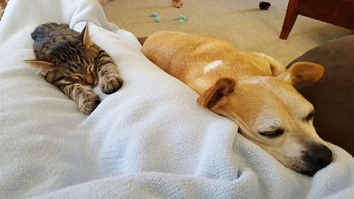 High angle view of dog sleeping on bed