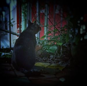 Cat looking away in yard