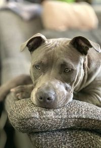 Close-up portrait of dog relaxing