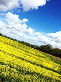 Scenic view of field against sky