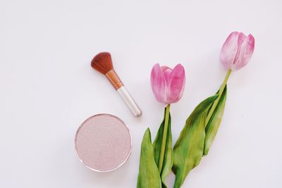 Close-up of pink tulip flowers against white background