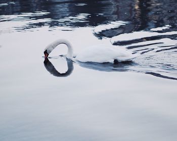 Swan swimming on lake