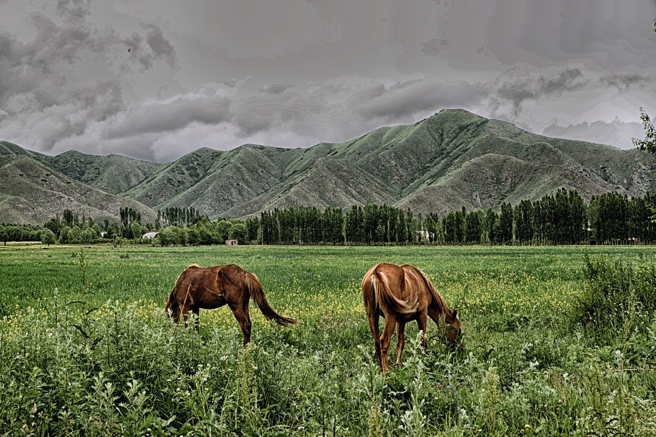 HORSES IN A FARM