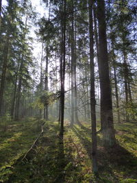 Pine trees in forest