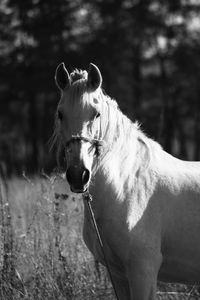 Portrait of horse on field