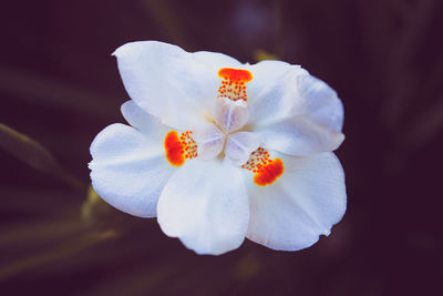 Close-up of white cherry blossom