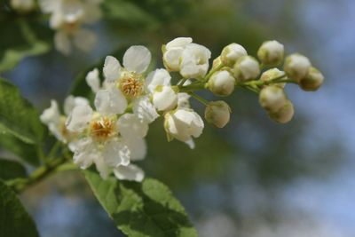Close-up of white flowers