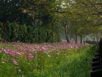 Flowers growing on tree