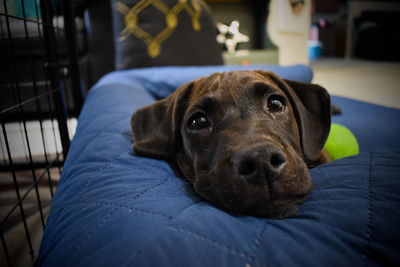 Portrait of dog resting on bed at home