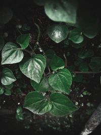 Close-up of raindrops on leaves