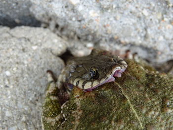 Close-up of lizard on rock