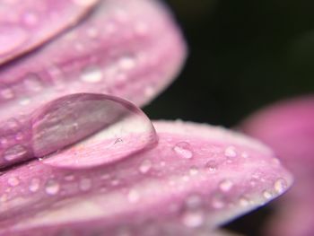 Macro shot of pink flower