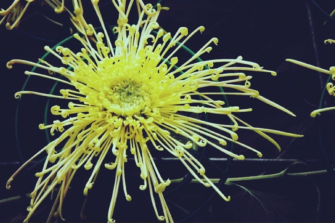 flower, freshness, flower head, fragility, growth, petal, yellow, beauty in nature, close-up, plant, nature, single flower, blooming, pollen, focus on foreground, no people, stem, outdoors, in bloom, day