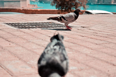 Close-up of pigeon perching on footpath