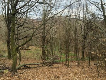 Bare trees on landscape