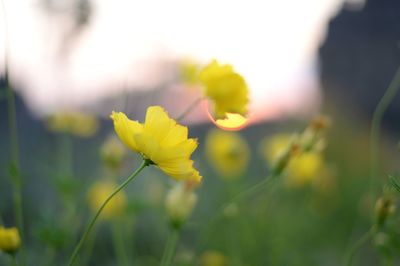 Close-up of yellow flowering plant on field