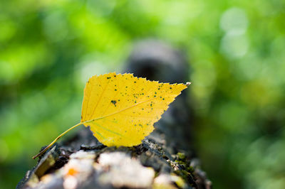 Close-up of dry leaves